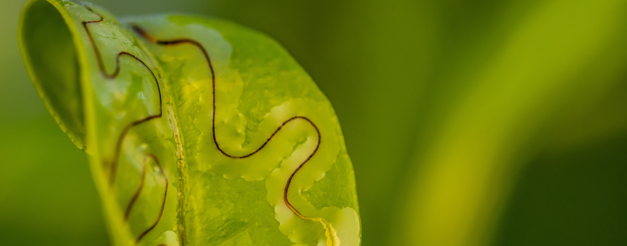 Larva-mineira-dos-citrinos